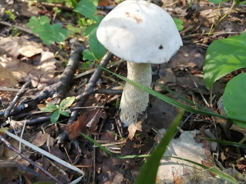 Ранним утром за грибами