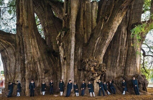 Самое широкое дерево в мире из семейства кипарисовых, штат Оахаке, Мехико. Его толщина 58 метров