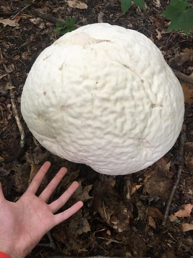 Самый огромный гриб какой я видел