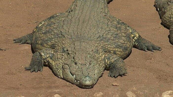 Этот крокодил слишком огромен