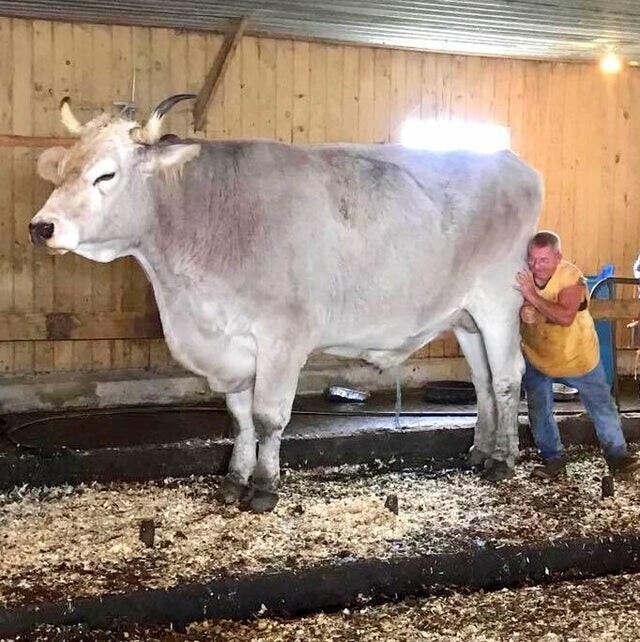 Гигантский бык Томми, весом 1360 кг, и его хозяин