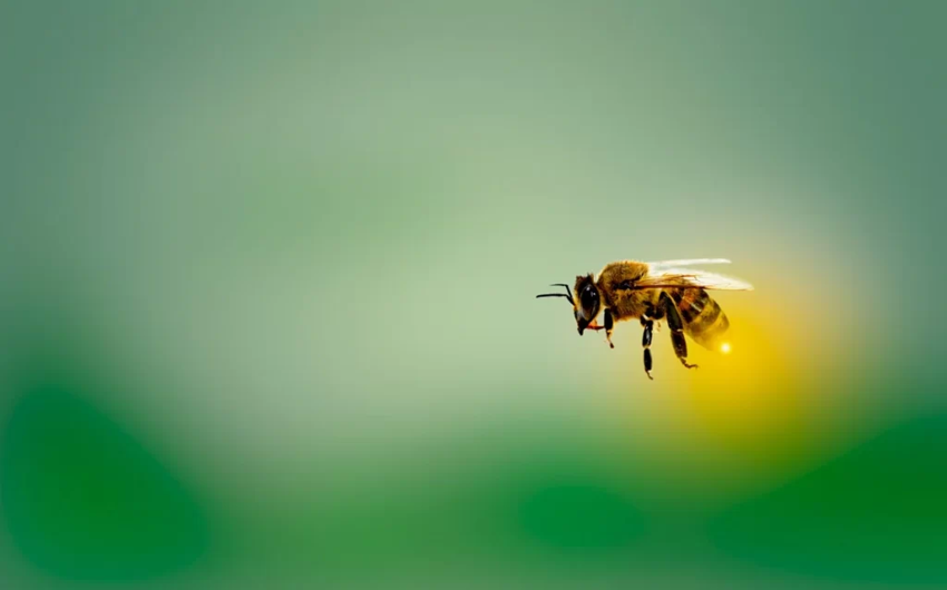 Какие цвета нравятся пчёлам, а какие они избегают? Анализ поведения пчел на основе их зрения