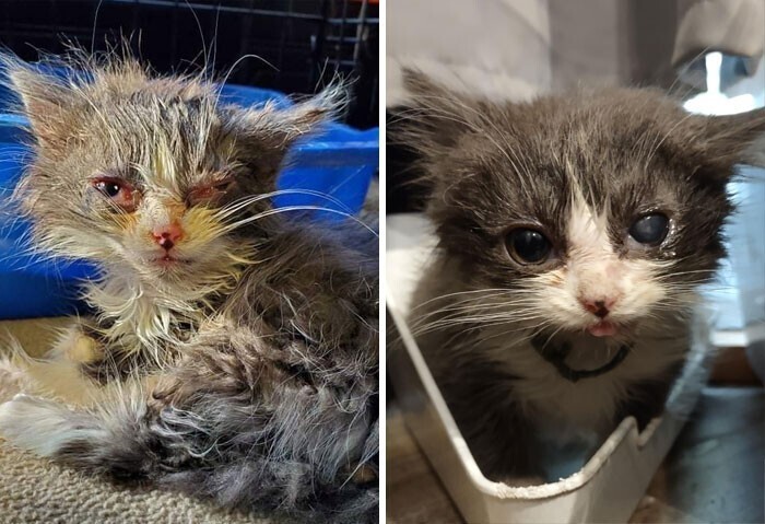 20+ фото кошек до и после спасения, которые греют душу