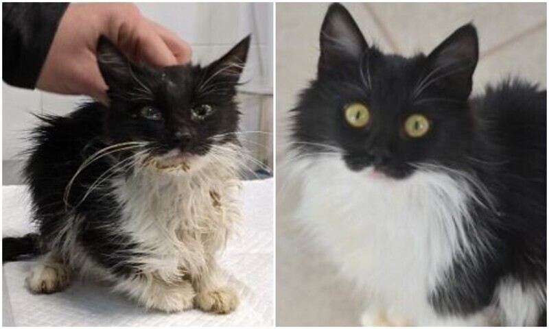 20+ фото кошек до и после спасения, которые греют душу
