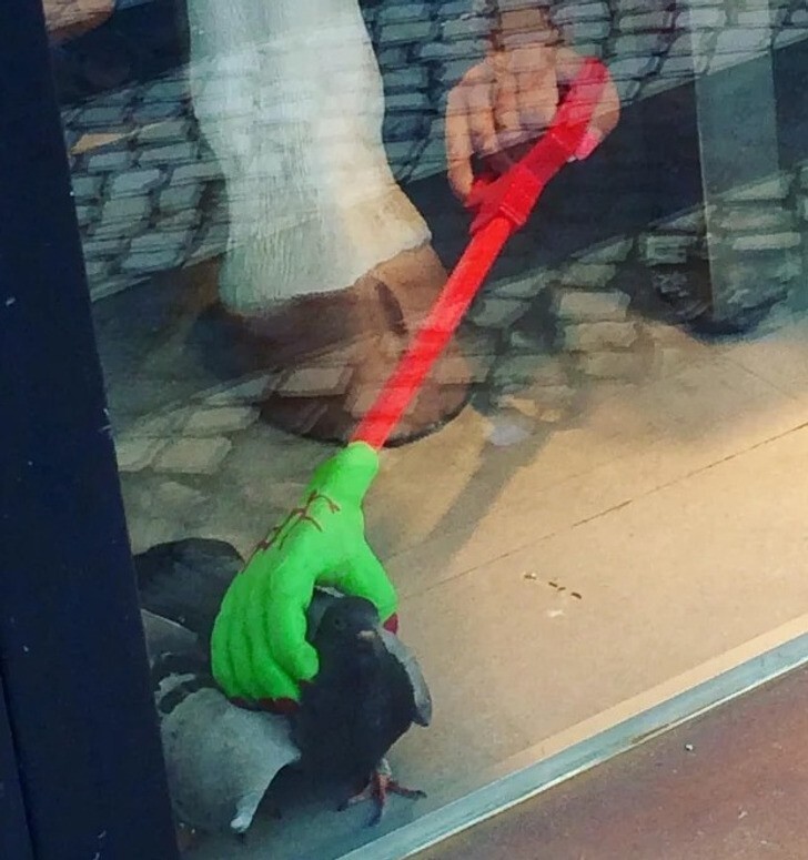 Продавец придумал способ прогонять голубей