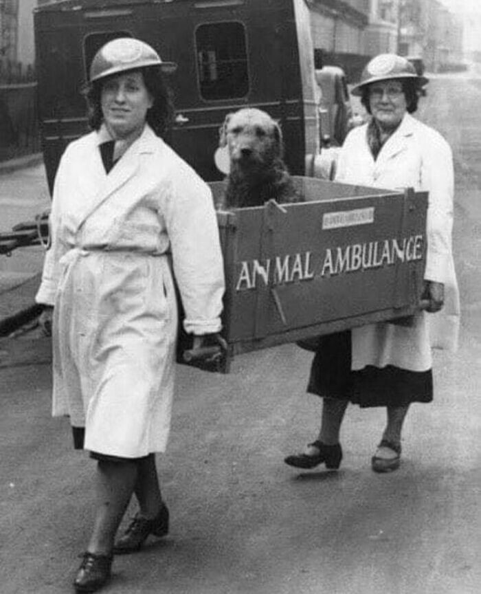 6. Раненая собака в "машине" скорой помощи для животных во время Второй мировой войны