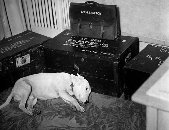 36. Собака генерала Джорджа С. Паттона в день смерти его владельца, 21 декабря 1945 года