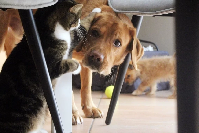 7 интересных фактов, как кошки и собаки борются за внимание хозяев