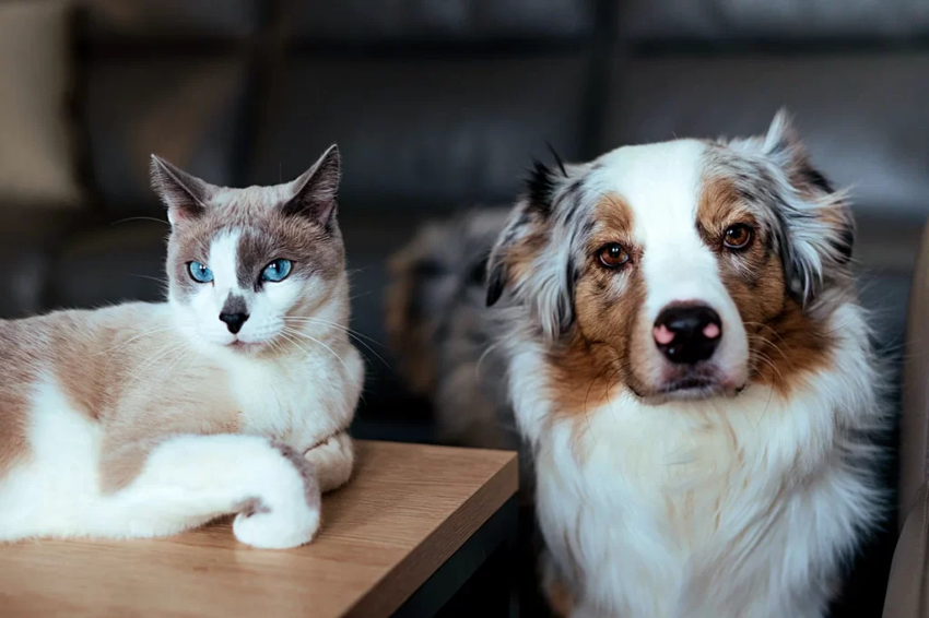 7 интересных фактов, как кошки и собаки борются за внимание хозяев