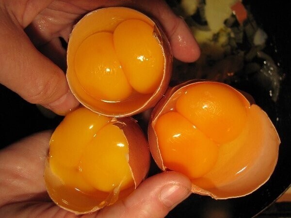Двое из яйца одинаковы с лица: какова вероятность выведения цыплят-близнецов?