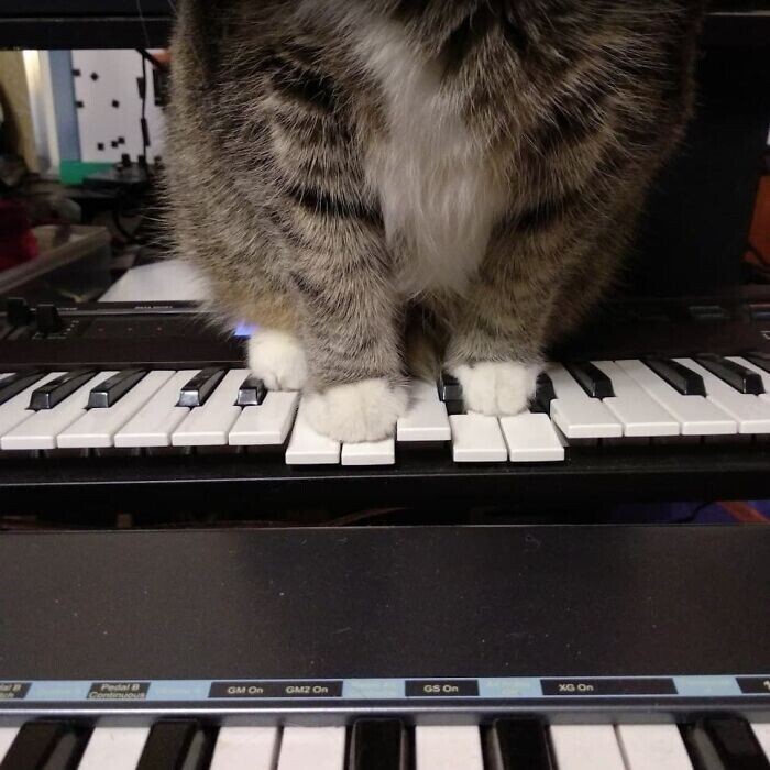 Лапки музыка. Музыкальная лапка. Лапка музыка. Фото Тома кота. Фото совесть кошатника.