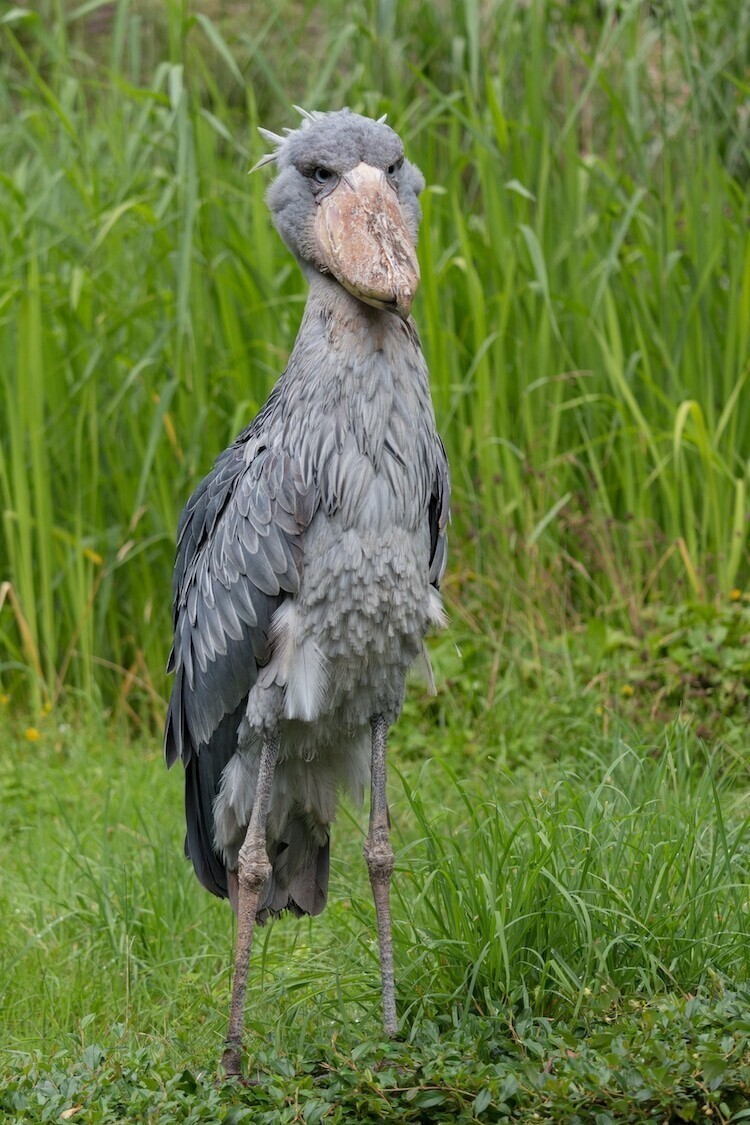 Китоглав: необычная птица с гигантским клювом