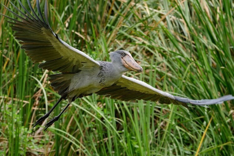 Китоглав: необычная птица с гигантским клювом