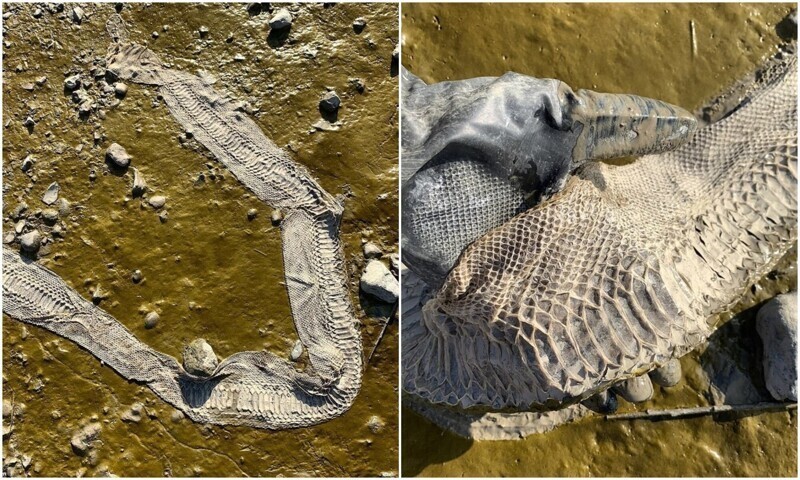 Британец нашёл на берегу реки огромную шкуру змеи