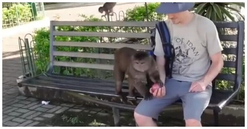 Турист пожалел, что подпустил к себе обезьяну