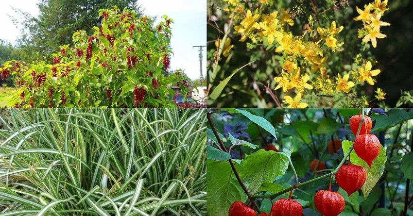 Садовые «захватчики»: растения, появление которых на участке доставит проблем