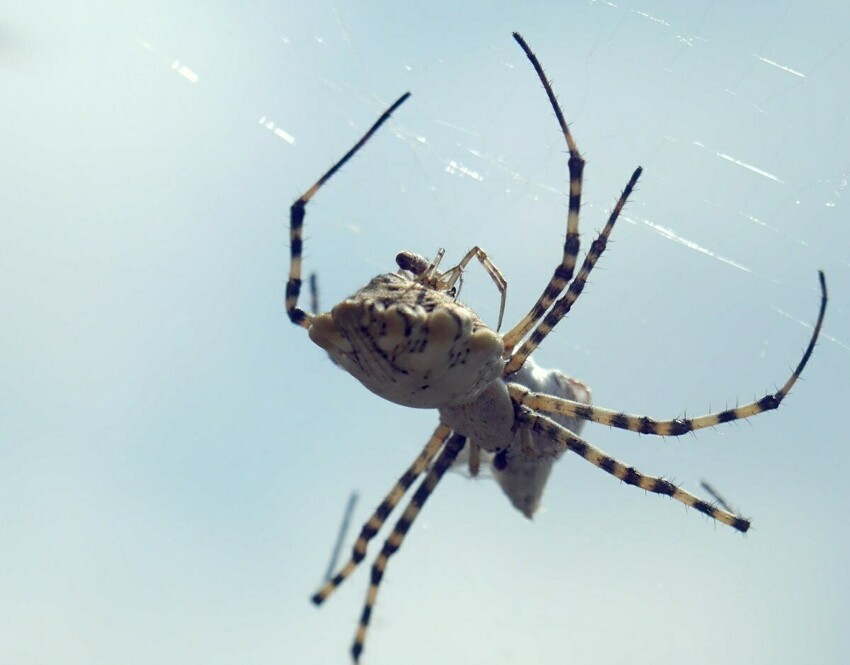 Дольчатая аргиопа: самцы и самки этих пауков просто ненавидят друг друга