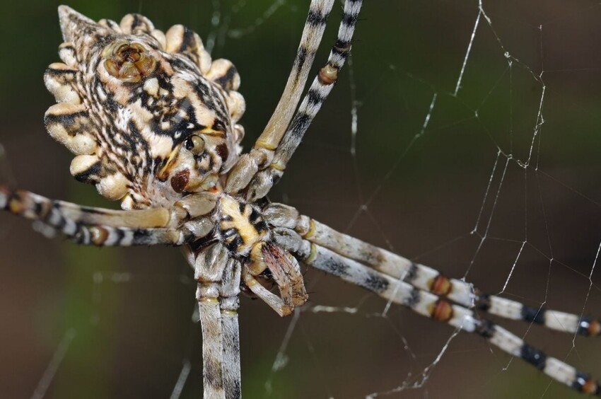 Дольчатая аргиопа: самцы и самки этих пауков просто ненавидят друг друга