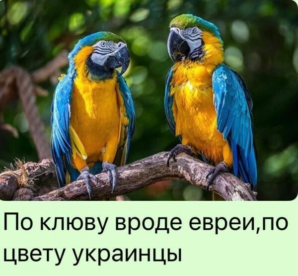 Теперь понятно кем Зеля будет в следующей жизни)))))