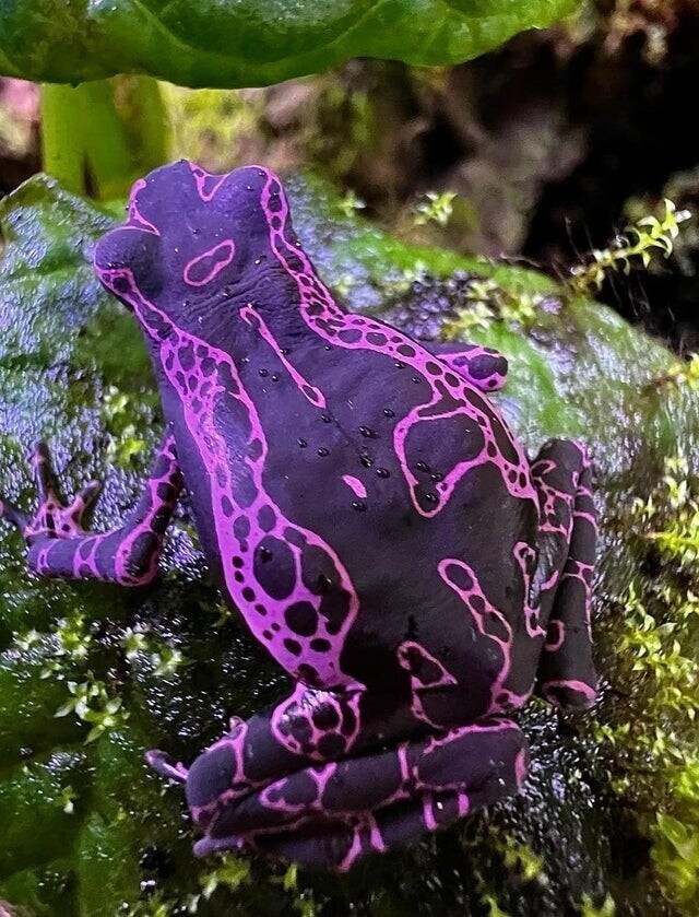 Фиолетовая жаба с довольно уникальным внешним видом