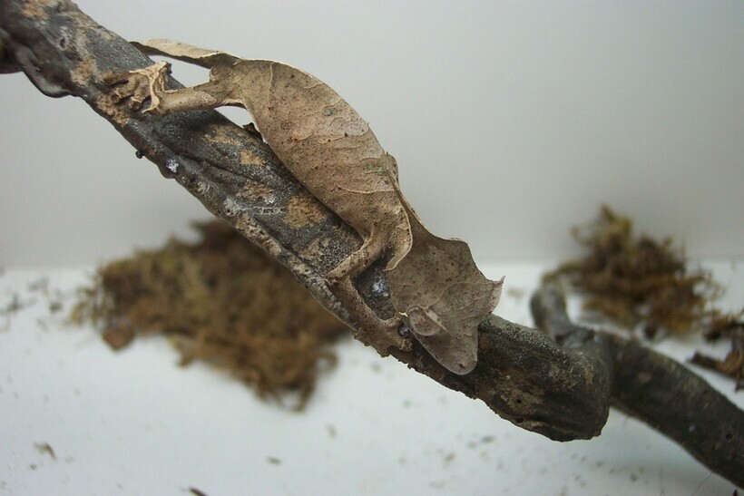 Сатанинский геккон: почему необычную рептилию прозвали так мрачно