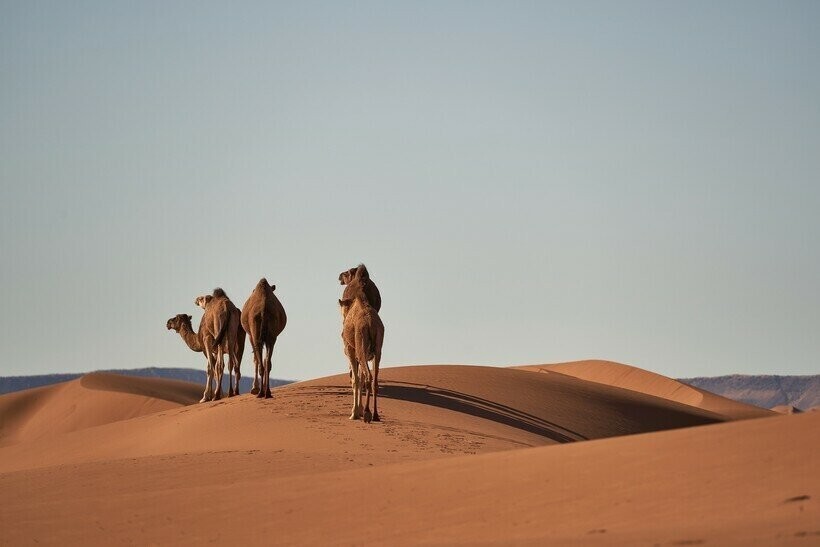 Сквозь пустыню: как выглядит жизнь погонщика верблюдов