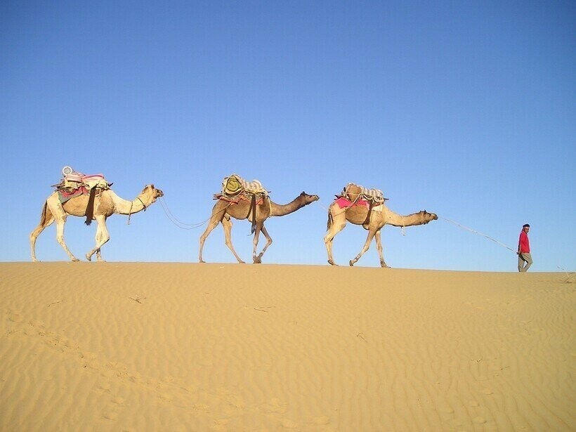 Сквозь пустыню: как выглядит жизнь погонщика верблюдов