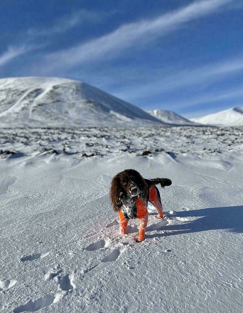 Британки, которая покоряет шотландские горы со своими собаками