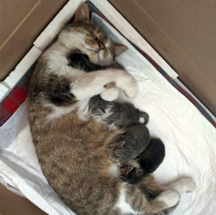 Мама обнимает новорожденных котят