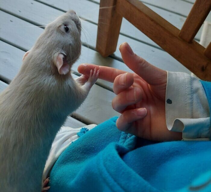 "Когда крыса моей дочери волнуется, она всегда держит её палец"