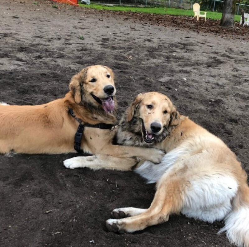 Во время прогулки в парке хозяева двух ретриверов разговорились, и узнали, что их собаки - от одной матери!