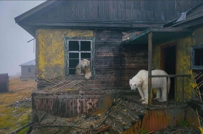 3. Белые медведи на заброшенной советской метеостанции на острове Колючин, фотограФ Дмитрий Кох