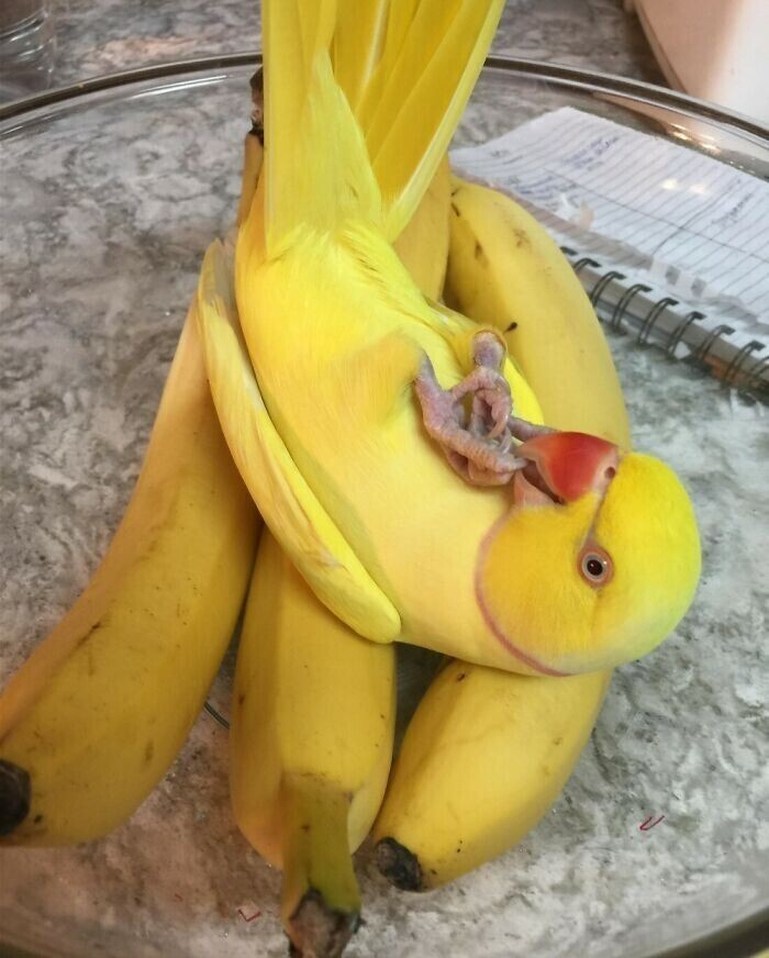 Кто тут притворился бананом?