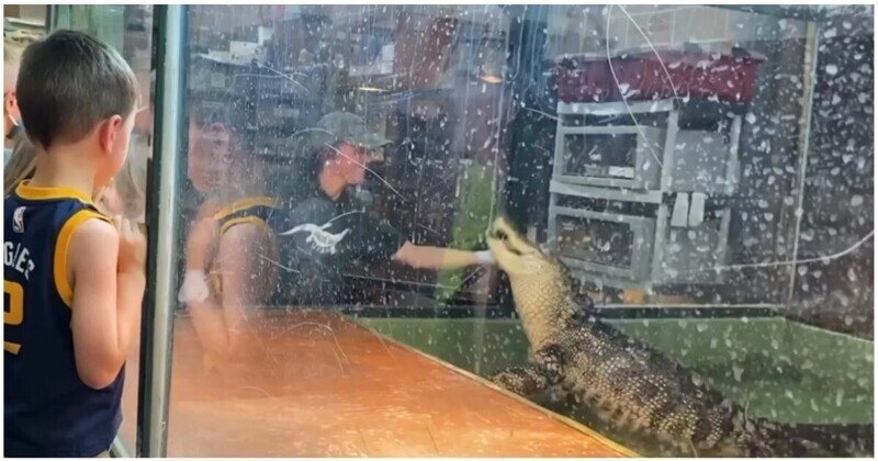 Посетители контактного зоопарка спасли сотрудницу от аллигатора