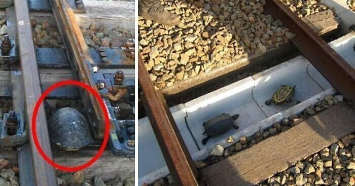 Туннели для черепах в Японии защищают черепах, пересекающих железнодорожные пути, и спасают поезда от схода с рельсов из-за черепах