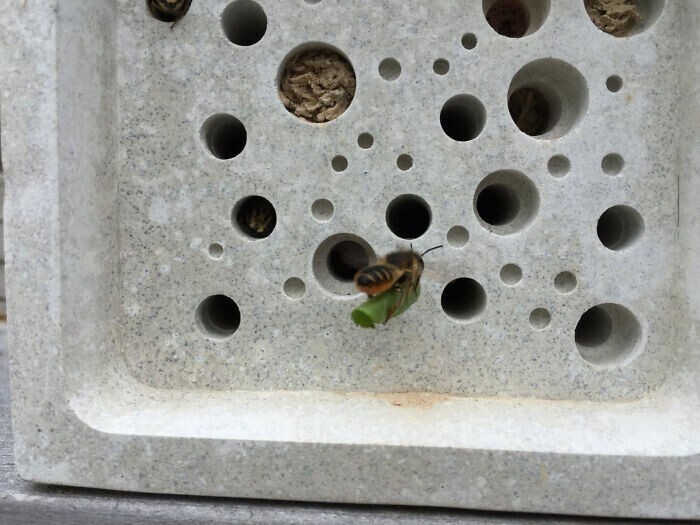Кирпичи с отверстиями для расселения одиночных пчел