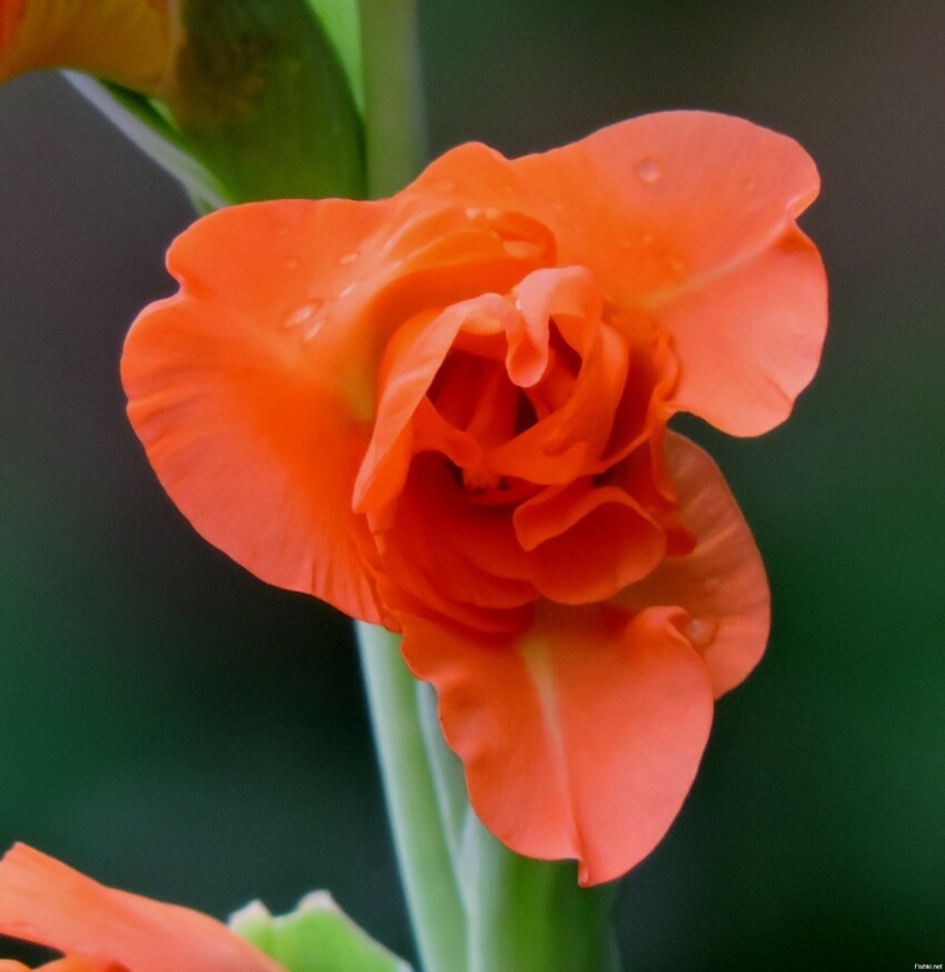 Распускающийся цветок гладиолуса