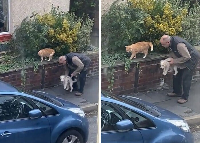 Неловкий момент:  попытка хозяина познакомить пса с котом