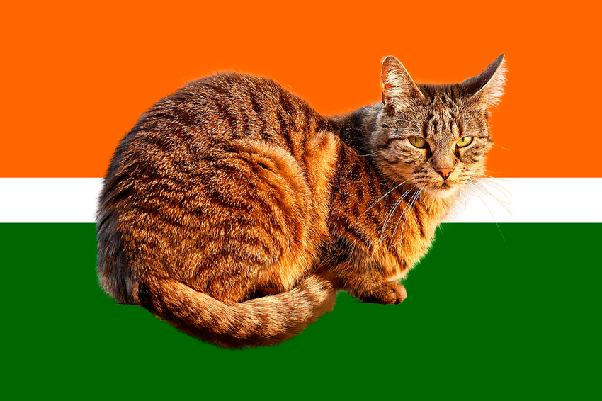 Почему в Индии не заводят домашних кошек?