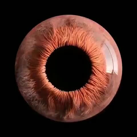 Так выглядит обычный человеческий глаз под микроскопом 