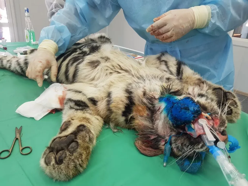 «Аэрофлот» перевез тигрицу из Приморья в Москву на лечение