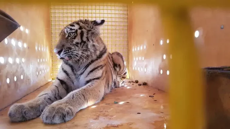 «Аэрофлот» перевез тигрицу из Приморья в Москву на лечение