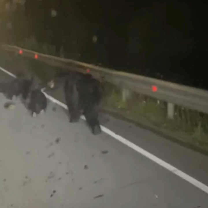 Медведица с тремя медвежатами вышла на трассу на Сахалине