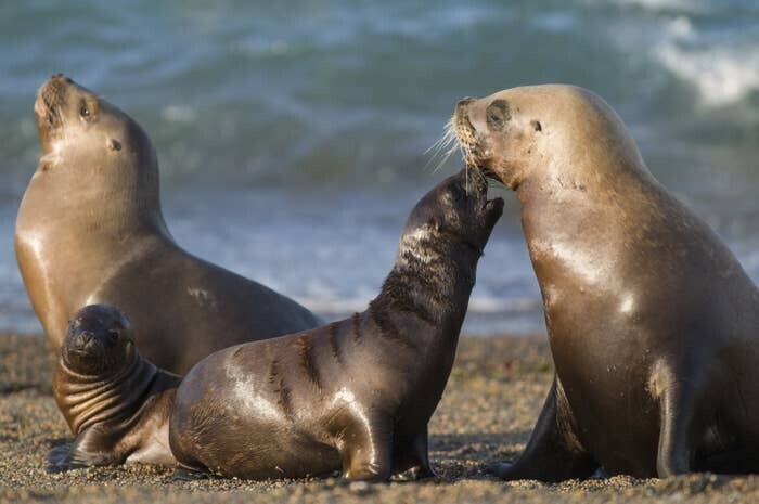 Детеныши морских львов общаются с мамами с помощью специальных вокализаций, чтобы они могли идентифицировать друг друга