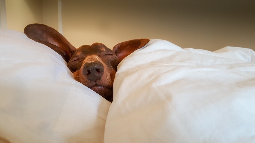 Вашей собаке могут сниться сны с вашим участием. Исследователи доказали, что вероятно, собакам снятся сны об обычных повседневных вещах - прогулках, еде, и хозяине