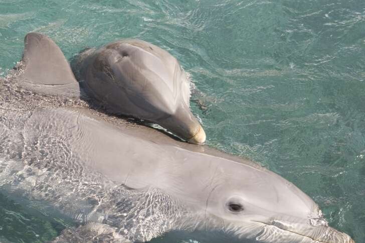 Мамы-дельфины "поют" своим малышам, пока те находятся в утробе. Матери издают специальный звук, похожий на свист - он предназначен только для детёныша, и таким образом мать ласково его называет