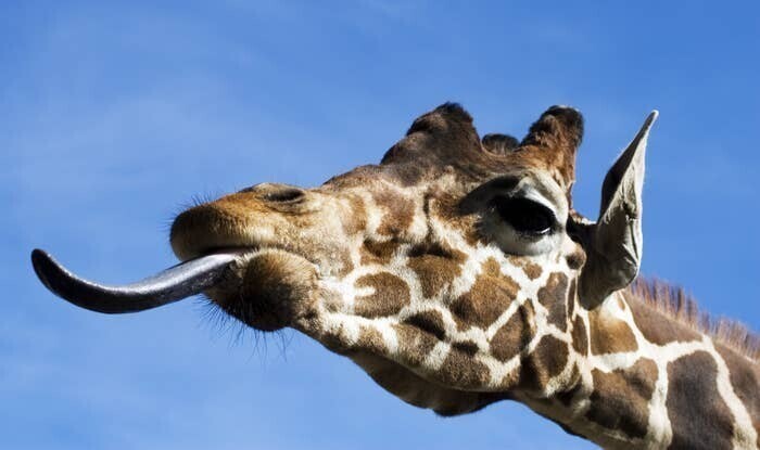 Средняя длина языка жирафа - 50 см. С его помощью они даже могут хватать предметы или еду
