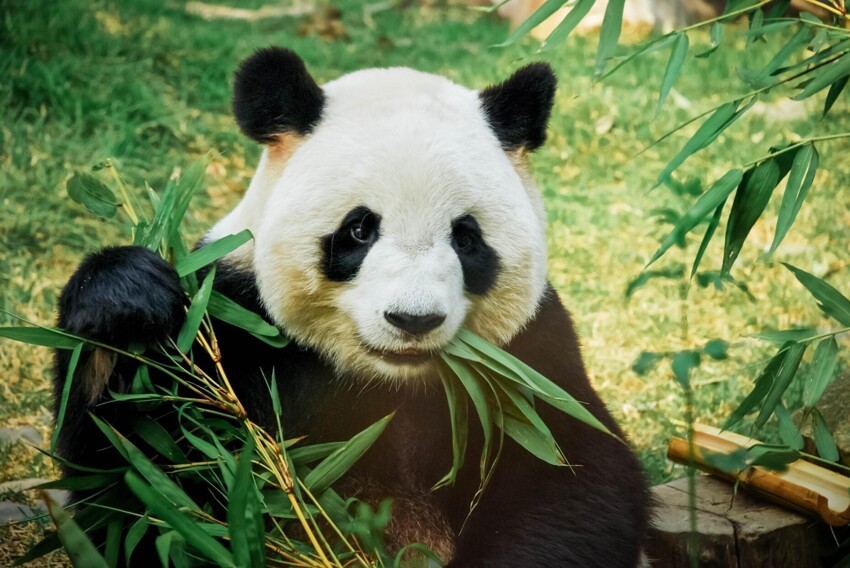 Большие панды больше не вымирают! Популяция панд за десятилетие увеличилась на 17%, что понизило их статус с "находящихся под угрозой исчезновения" до "уязвимых"