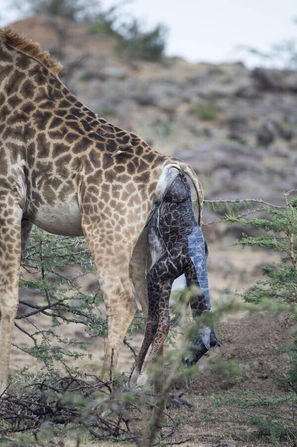 Жирафы рожают детёнышей стоя