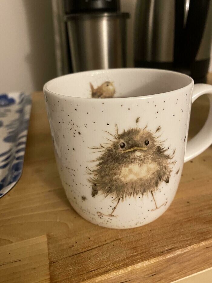 Эта взъерошенная птица прекрасно изображает, как я выгляжу, когда наливаю утреннюю чашку кофе